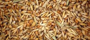 Grano de trigo Esteril
